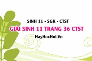 Giải Sinh 11 trang 36 Chân trời sáng tạo SGK